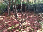 DSC_0362.JPG