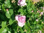 DSC_0545.JPG