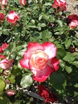 IMG_20190602_123914.jpg