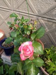 IMG_20190603_080049.jpg