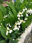 IMG_20200510_073741.jpg