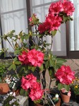 IMG_20200512_063214-30e3d.jpg