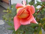 WS000001.JPG
